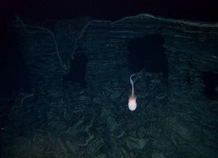 Вулканы в морских глубинах (2003) скачать торрент файл Вулканы в морских глубинах (2003) фильм скачать торрент файл