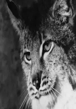 Тропой бескорыстной любви (1971) скачать торрент файл Тропой бескорыстной любви (1971) фильм скачать торрент файл