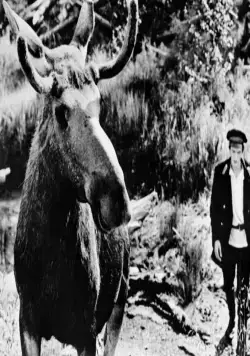 Тропой бескорыстной любви (1971) скачать торрент бесплатно Тропой бескорыстной любви (1971) фильм скачать торрент бесплатно