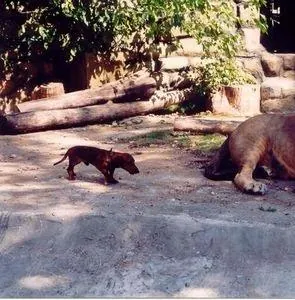 Четыре таксиста и собака (2004) скачать торрент бесплатно Четыре таксиста и собака (2004) фильм скачать торрент бесплатно