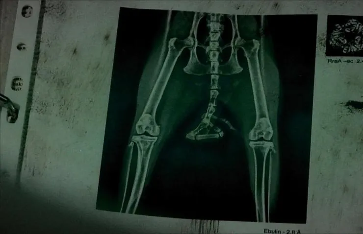 Хвост (2012) скачать торрент бесплатно Хвост (2012) фильм скачать торрент бесплатно