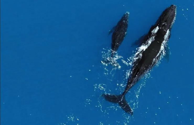 Земля (2007) скачать торрент файл Земля (2007) фильм скачать торрент файл