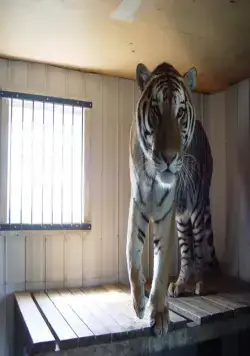 Мизинец Будды (2014) в хорошем качестве скачать торрент файл Мизинец Будды (2014) фильм в хорошем качестве скачать торрент файл