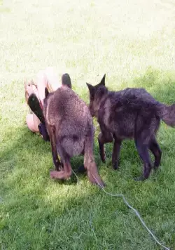 Мизинец Будды (2014) скачать торрент бесплатно Мизинец Будды (2014) фильм скачать торрент бесплатно