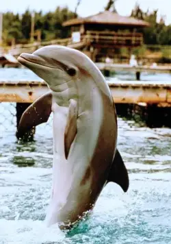 Зевс и Роксана (1997) скачать торрент файл Зевс и Роксана (1997) фильм скачать торрент файл