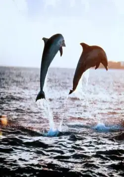 Зевс и Роксана (1997) в хорошем качестве скачать торрент файл Зевс и Роксана (1997) фильм в хорошем качестве скачать торрент файл