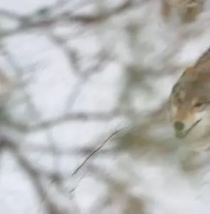 Весьегонская волчица (2004) в хорошем качестве скачать торрент файл Весьегонская волчица (2004) фильм в хорошем качестве скачать торрент файл