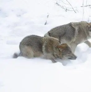 Весьегонская волчица (2004) скачать торрент файл Весьегонская волчица (2004) фильм скачать торрент файл