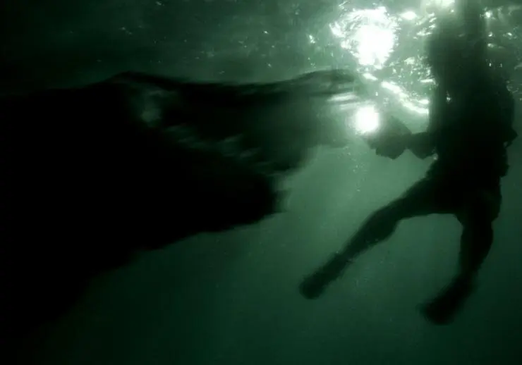 Крокодил (2006) скачать торрент файл Крокодил (2006) фильм скачать торрент файл