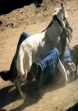 Белая собака (1982) скачать торрент файл Белая собака (1982) фильм скачать торрент файл