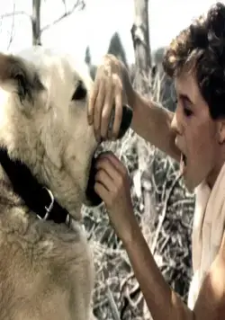 Белая собака (1982) скачать торрент бесплатно Белая собака (1982) фильм скачать торрент бесплатно