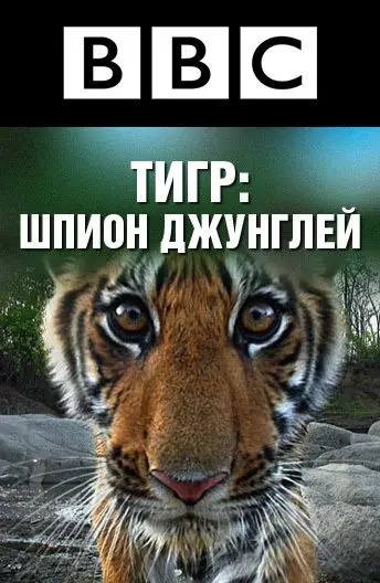 BBC: Тигр — Шпион джунглей / Tiger: Spy in the Jungle (2008) cериал скачать через торрет бесплатно в хорошем качестве