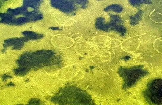 BBC: Жизнь (2009) 1 сезон 1-8,9,10 серия скачать торрент бесплатно BBC: Жизнь (2009) сериал 1-8,9,10 серию 1 сезона скачать торрент бесплатно