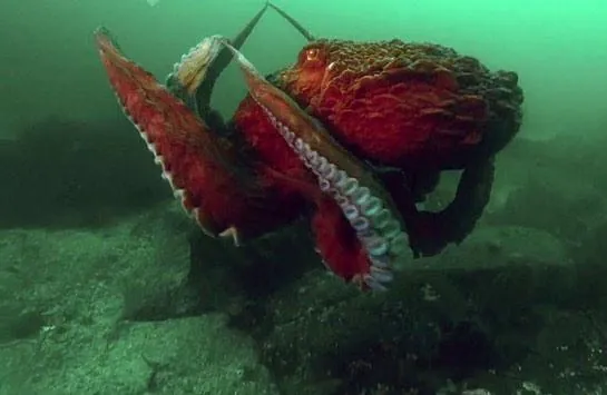 BBC: Жизнь (2009) 1 сезон 1-8,9,10 серия в хорошем качестве скачать торрент файл BBC: Жизнь (2009) сериал 1-8,9,10 серию 1 сезона в хорошем качестве скачать торрент файл