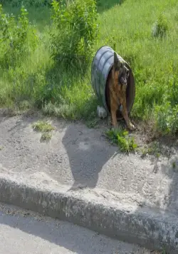 Пёс (2015) 1-6 сезон 1-18,19,20 серия скачать торрент бесплатно Пёс (2015) сериал 1-18,19,20 серию 1-6 сезона скачать торрент бесплатно