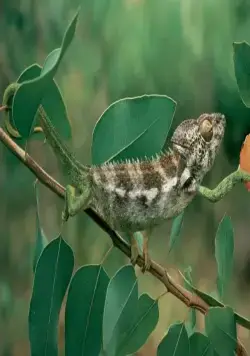 Генезис (2004) в хорошем качестве скачать торрент файл Генезис (2004) фильм в хорошем качестве скачать торрент файл