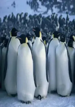 Птицы 2: Путешествие на край света (2004) скачать торрент бесплатно Птицы 2: Путешествие на край света (2004) фильм скачать торрент бесплатно