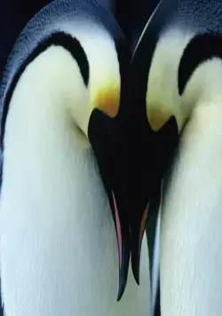 Птицы 2: Путешествие на край света (2004) скачать торрент файл Птицы 2: Путешествие на край света (2004) фильм скачать торрент файл