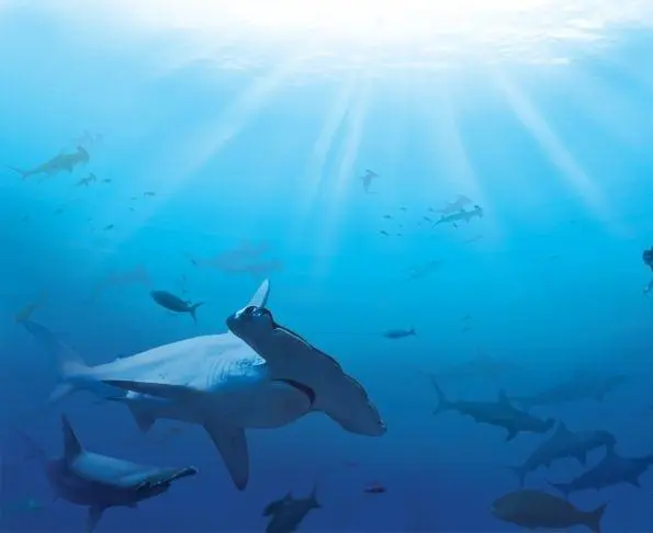 Акулы (2006) в хорошем качестве скачать торрент файл Акулы (2006) фильм в хорошем качестве скачать торрент файл