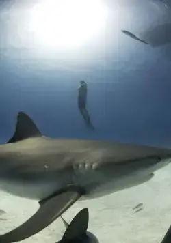 Акулы (2006) скачать торрент бесплатно Акулы (2006) фильм скачать торрент бесплатно