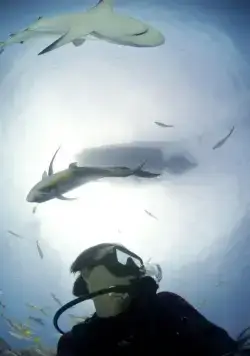 Акулы (2006) скачать торрент файл Акулы (2006) фильм скачать торрент файл