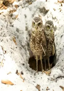 Крик совы (2006) в хорошем качестве скачать торрент файл Крик совы (2006) фильм в хорошем качестве скачать торрент файл