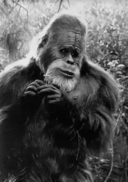 Гарри и Хендерсоны (1987) скачать торрент файл Гарри и Хендерсоны (1987) фильм скачать торрент файл