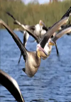 Птицы (2001) скачать торрент файл Птицы (2001) фильм скачать торрент файл