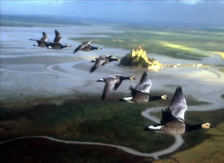 Птицы (2001) скачать торрент бесплатно Птицы (2001) фильм скачать торрент бесплатно