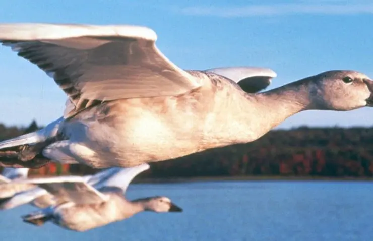 Птицы (2001) в хорошем качестве скачать торрент файл Птицы (2001) фильм в хорошем качестве скачать торрент файл