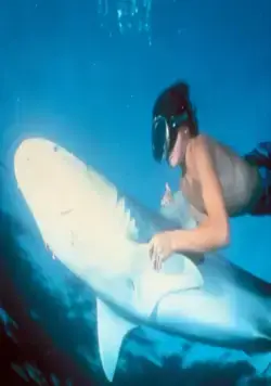 Ловец акул с острова Бора-Бора (1979) в хорошем качестве скачать торрент файл Ловец акул с острова Бора-Бора (1979) фильм в хорошем качестве скачать торрент файл