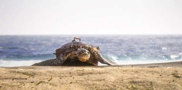 Гибриды (2017) скачать торрент файл Гибриды (2017) мультфильм скачать торрент файл