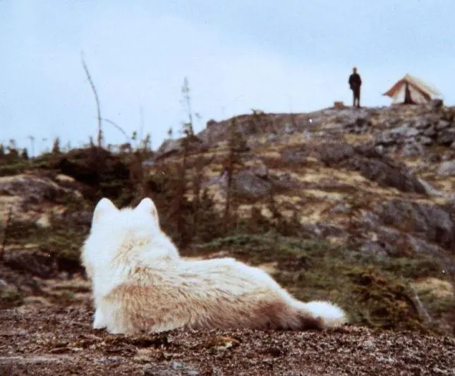 Не кричи «Волки!» (1983) скачать торрент файл Не кричи «Волки!» (1983) фильм скачать торрент файл