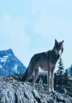 Не кричи «Волки!» (1983) скачать торрент бесплатно Не кричи «Волки!» (1983) фильм скачать торрент бесплатно