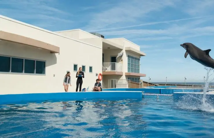 Дельфин Берни (2018) скачать торрент файл Дельфин Берни (2018) фильм скачать торрент файл