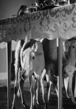 Ангел-истребитель (1962) в хорошем качестве скачать торрент файл Ангел-истребитель (1962) фильм в хорошем качестве скачать торрент файл