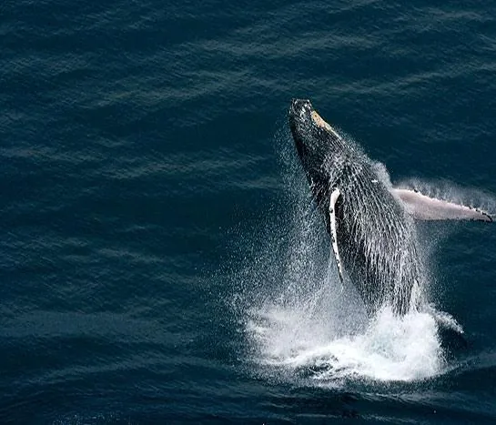 Дом. История путешествия (2009) скачать торрент файл Дом. История путешествия (2009) фильм скачать торрент файл