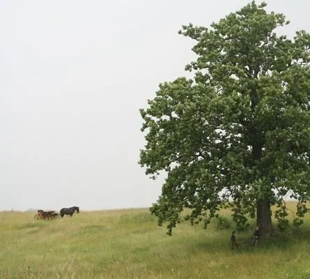 Горячее сердце (2011) скачать торрент файл Горячее сердце (2011) фильм скачать торрент файл