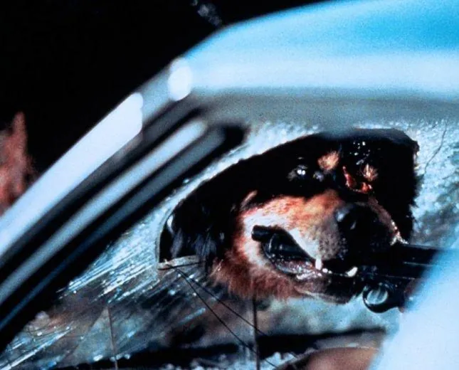 Лучший друг человека (1993) в хорошем качестве скачать торрент файл Лучший друг человека (1993) фильм в хорошем качестве скачать торрент файл