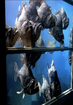 Пираньи (1978) в хорошем качестве скачать торрент файл Пираньи (1978) фильм в хорошем качестве скачать торрент файл