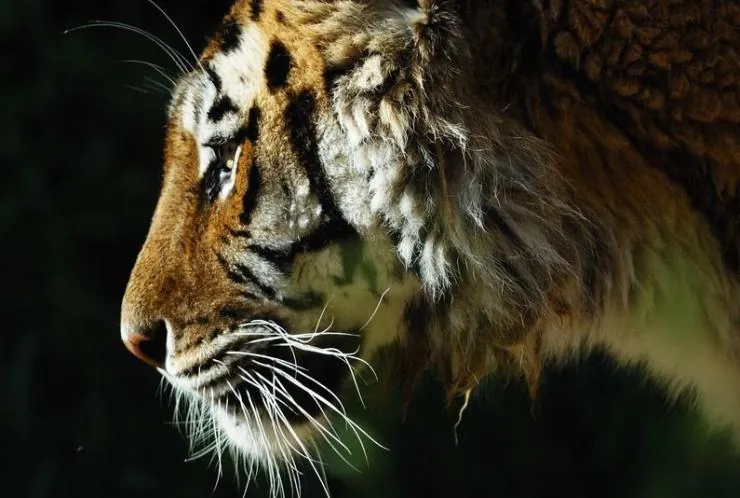 Спасти тигра (2019) скачать торрент файл Спасти тигра (2019) фильм скачать торрент файл