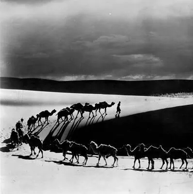 Динозавры живы! 3D (2007) в хорошем качестве скачать торрент файл Динозавры живы! 3D (2007) фильм в хорошем качестве скачать торрент файл