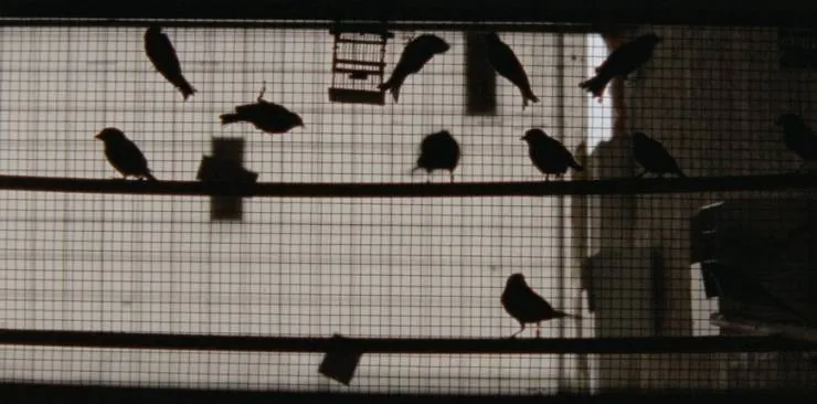 Тысяча и одна ночь: Часть 3. Зачарованный (2015) скачать торрент бесплатно Тысяча и одна ночь: Часть 3. Зачарованный (2015) фильм скачать торрент бесплатно