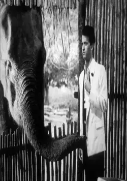 Волонтеры (1985) скачать торрент файл Волонтеры (1985) фильм скачать торрент файл