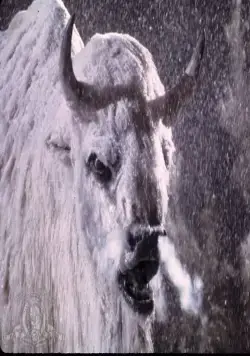 Белый бизон (1977) скачать торрент файл Белый бизон (1977) фильм скачать торрент файл