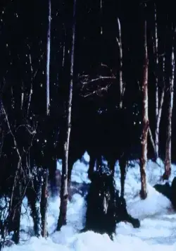 Волк (1994) скачать торрент бесплатно Волк (1994) фильм скачать торрент бесплатно