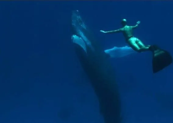 Бухта (2009) в хорошем качестве скачать торрент файл Бухта (2009) фильм в хорошем качестве скачать торрент файл