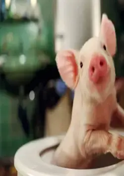 Руди – гончий поросенок (2007) скачать торрент бесплатно Руди – гончий поросенок (2007) фильм скачать торрент бесплатно