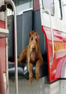 Пожарный пес (2006) скачать торрент бесплатно Пожарный пес (2006) фильм скачать торрент бесплатно