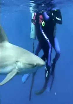 Открытое море (2003) скачать торрент файл Открытое море (2003) фильм скачать торрент файл